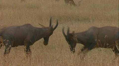 Topi clash heads Stock Footage 22222868