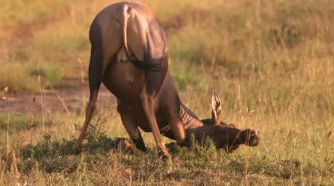 Topi digs feet 2 Stock Footage 22252653