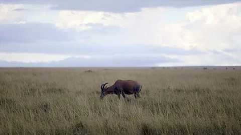 Topi eating in the grasslands Stock Footage 60386744