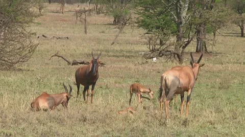 Topi Stock Footage 10700463