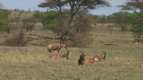 Topi Stock Footage 10721703