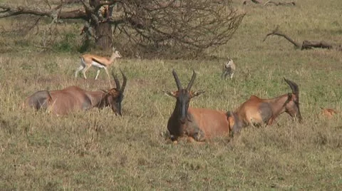 Topi Stock Footage 10721710