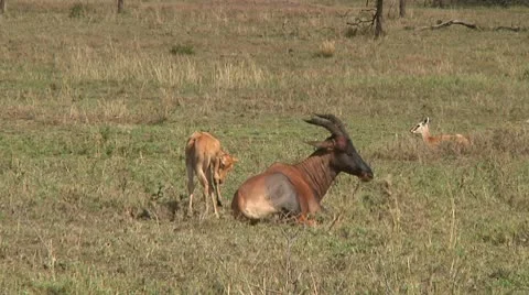 Topi Stock Footage 10749781