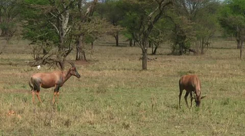 Topi Stock Footage 10749805