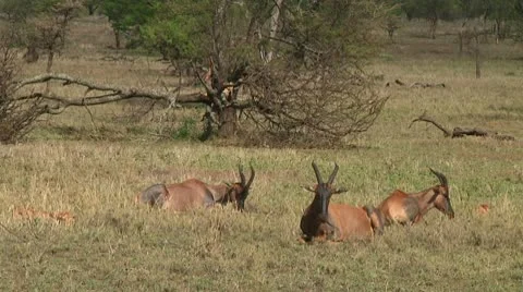 Topi Stock Footage 10749814