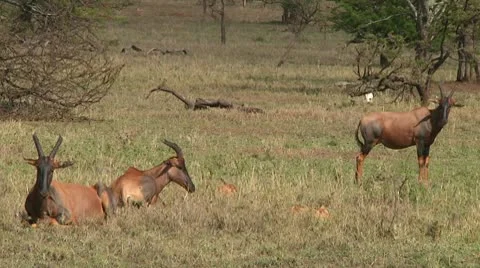 Topi Stock Footage 10749829