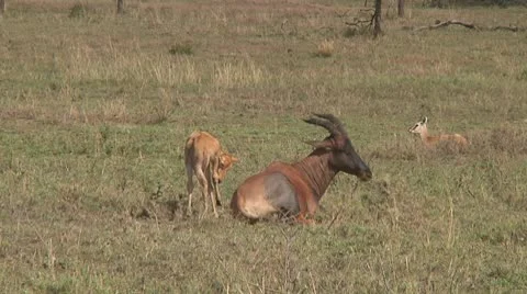 Topi Stock Footage 10756124
