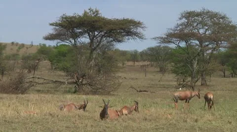 Topi Stock Footage 10756139