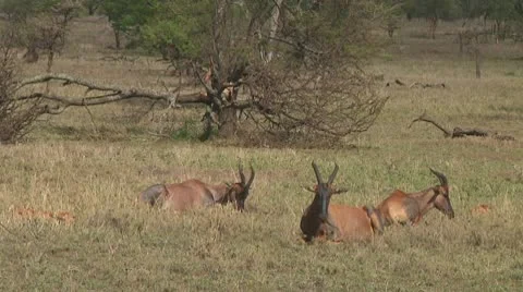 Topi Stock Footage 10756164