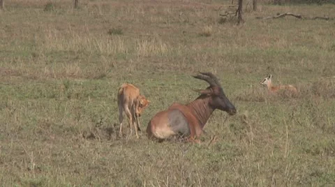 Topi Video stock 10758903