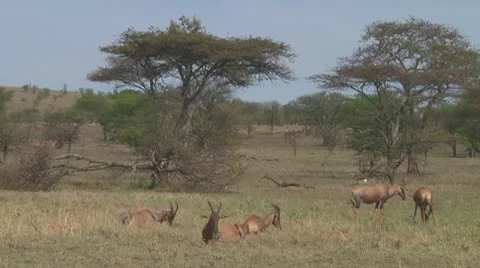 Topi Stock Footage 10758913