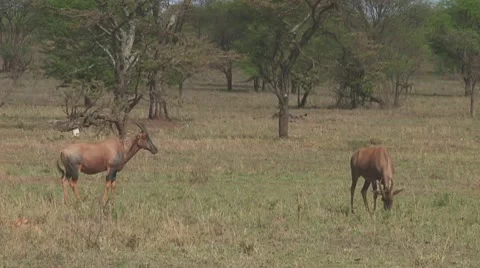 Topi Stock Footage 10758921