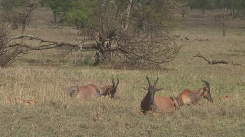 Topi Stock Footage 10758928