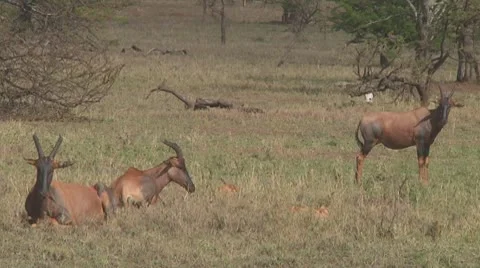 Topi Stock Footage 10758941
