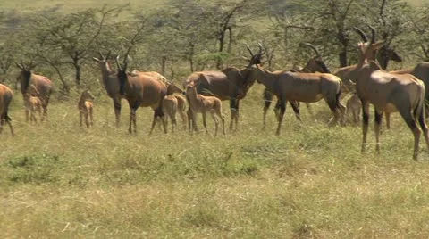 TOPI HERD Video stock 21918256