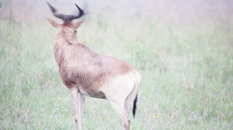 Topi in Kenya Stock Footage 49845342