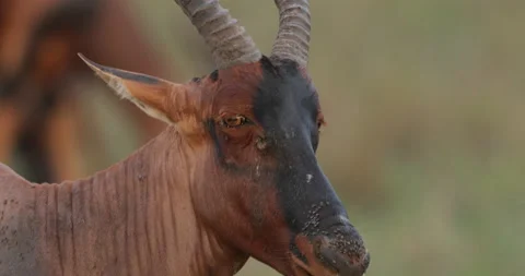 Topi in the Maasai Mara Stock Footage 137364214
