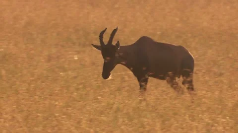 Topi run Stock Footage 22252134