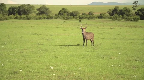 Topi Running in Slow Motion in Maasai Mara, Kenya Stock Footage 40956247