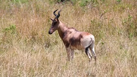 Topi standing alone in the wilderness Stock Footage 221705214