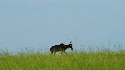 Topi walking through frame 6sec Stock Footage 73930143