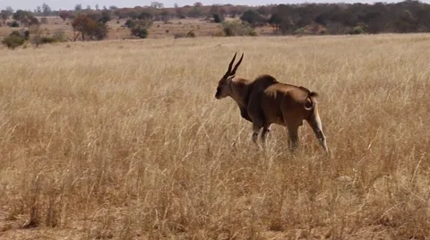 Topi Walking Through The Savannah Stock Footage 43839778