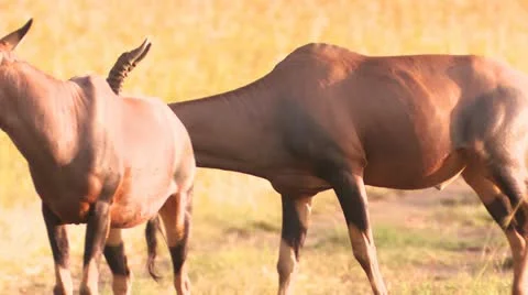 Topi walks Video stock 22252500