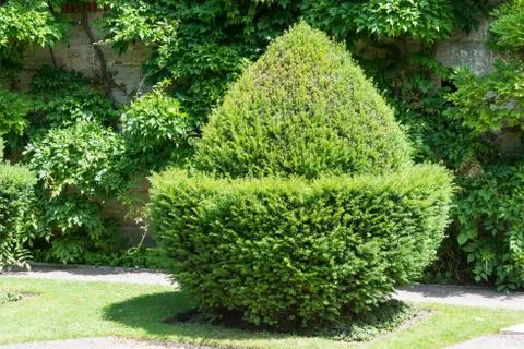 Topiary acorn Stock Photos