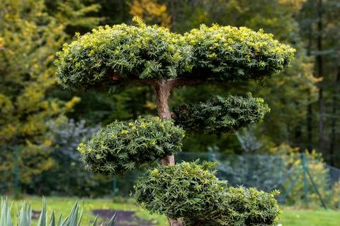 Topiary Conifer Tree with Cloud Pruning in Garden. 스톡 사진