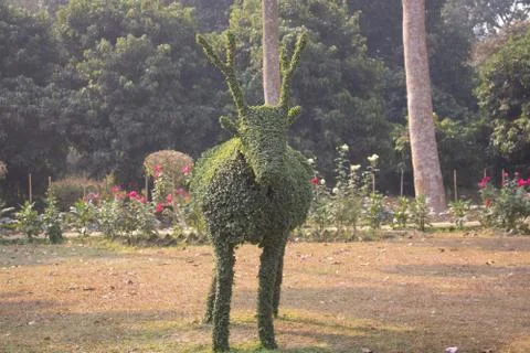 Topiary of deer Stock Photos