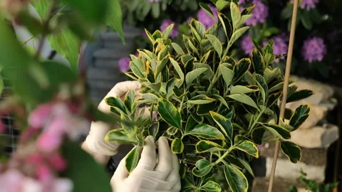 Topiary from euonymus in the hands of a gardener. Stock Footage 301006665