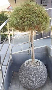 Topiary pine tree in modern concrete pot urban landscape Stock Photos