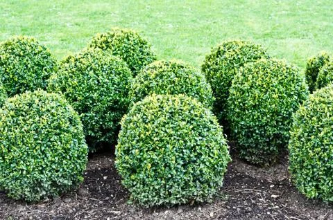 Topiary plants Stock Photos