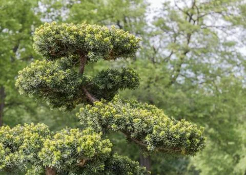 Topiary - pruning garden tree Stock Photos