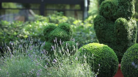 Topiary in the Regular garden Stock Footage 40697364