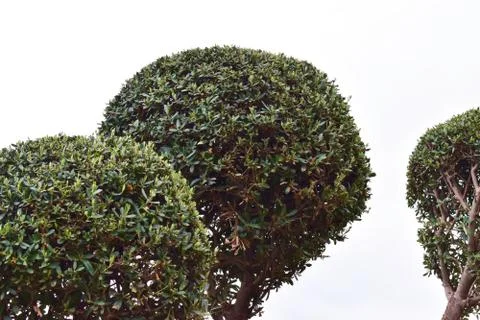 Topiary Round tree Foto stock