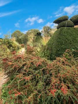 Topiary tree horticulture with red Cotoneaster red berry bush, blue sky Stock Photos