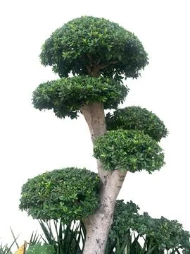 Topiary Tree with Rounded Shape Stock Photos