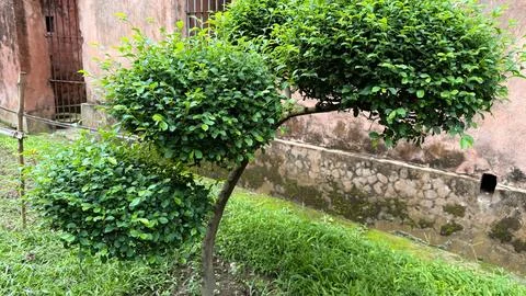 A topiary tree with three spherical sections dominates, set against a buildin Foto stock