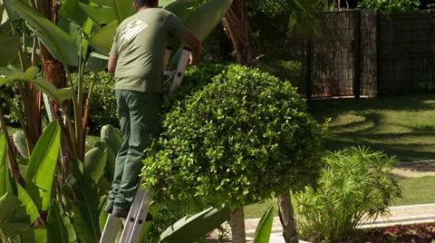 Topiary, tree trimming,   jm0323 Video stock 36061674