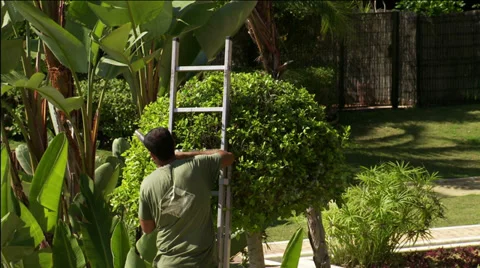 Topiary, tree trimming,    jm0324 Video stock 36065922