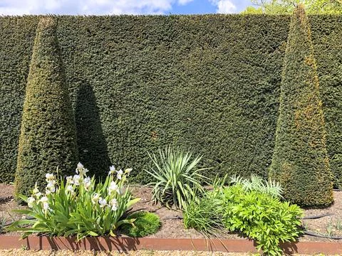 Topiary trees in garden bed Stock Photos
