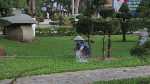 Topiary trees in the garden Stock Footage 70763933