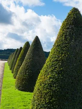 Topiary trees Foto stock