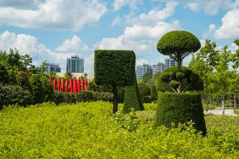 Topiary trees shaped in geometric forms surrounded by green foliage and modern Stock Photos