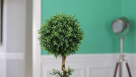 Topiary video with 180 degree view on slider Video stock 84801848
