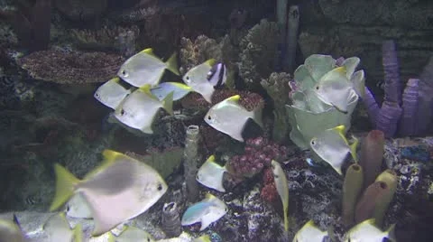 Topical Fish 스톡 동영상 19085836