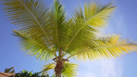 Topical Palm Tree With Branches Moving in The Wind, Leaf Palm Tree On Blue Sky Stock Footage 165924529