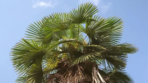 Topical Palm Tree With Branches Moving in the Wind, Leaf Palm Tree On Blue Sky Stock Footage 242705092