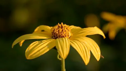 Topinambur Foto stock